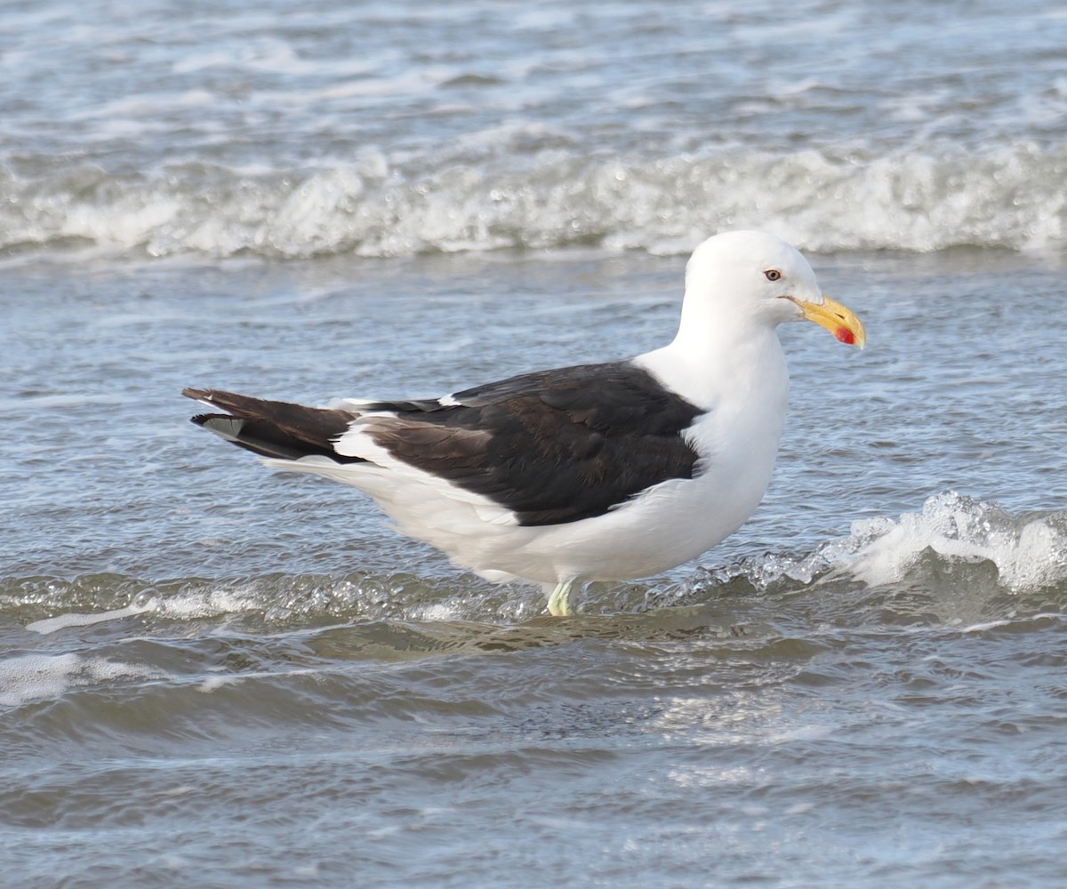 Dominikanermöwe - ML632624959