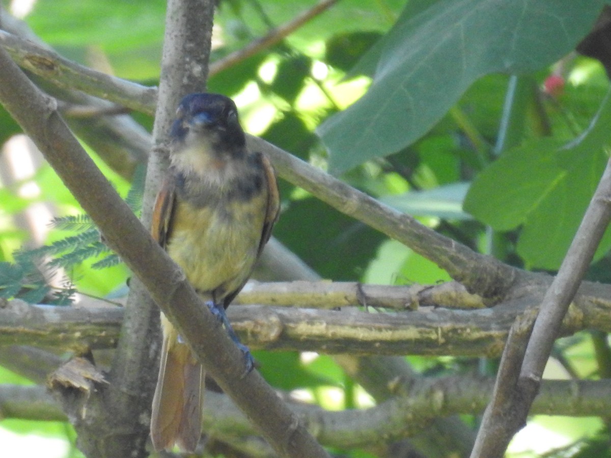 Rose-throated Becard - ML632625052