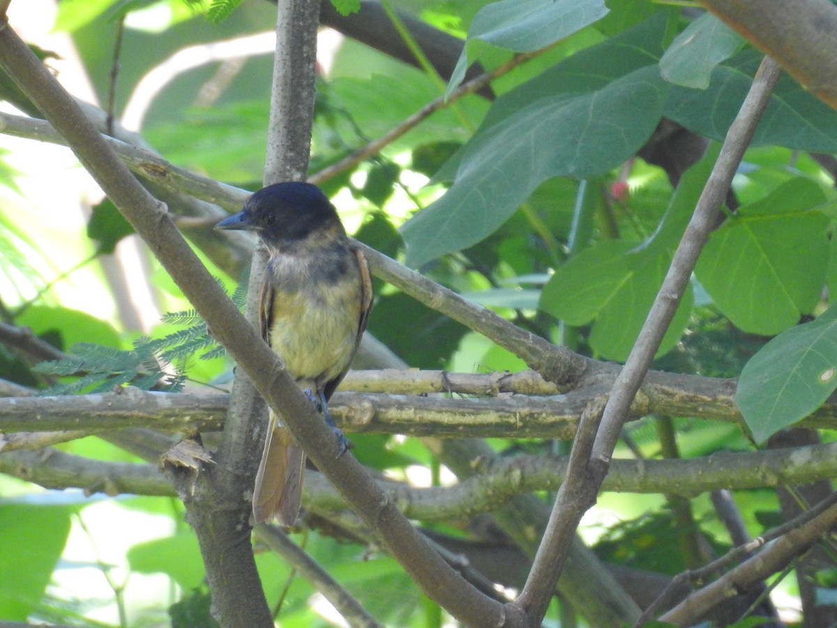 Rose-throated Becard - ML632625053