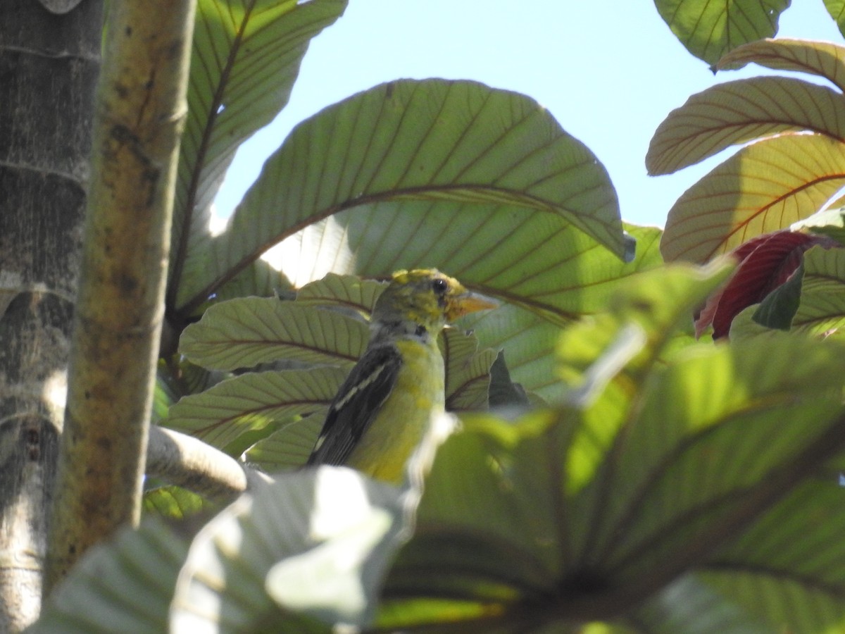 Western Tanager - ML632625111