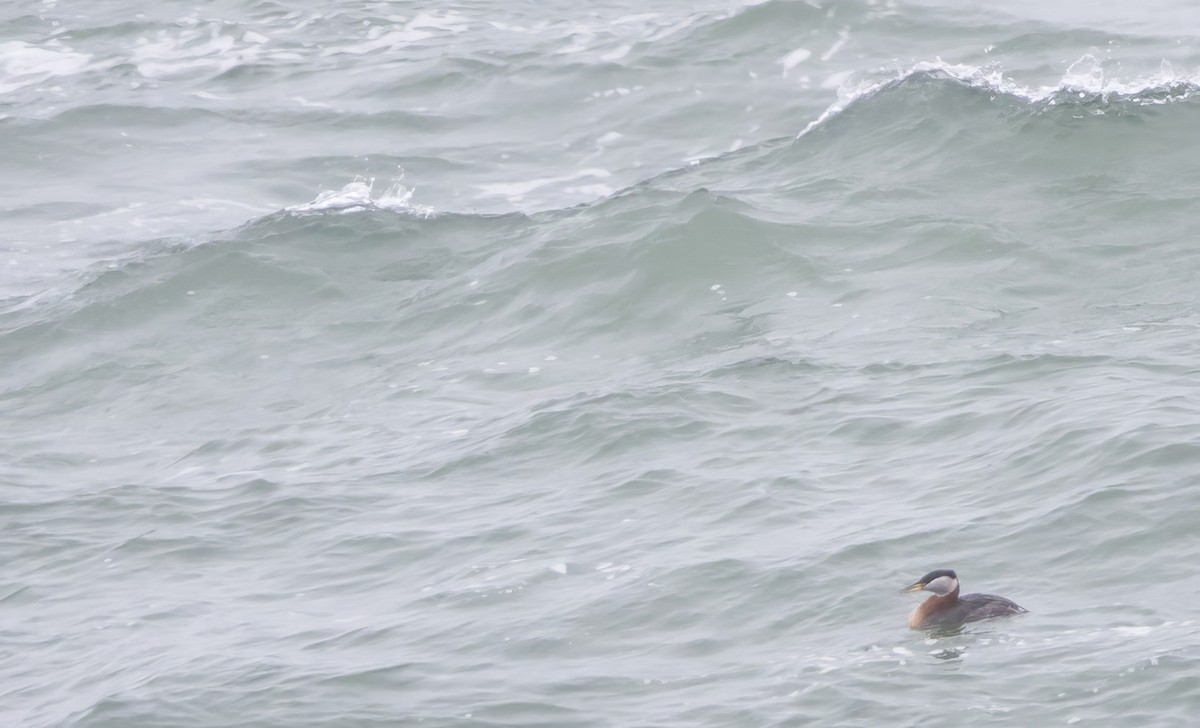 Red-necked Grebe - ML632625178