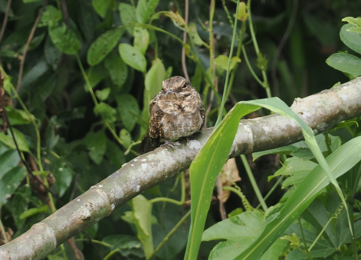 Ladder-tailed Nightjar - ML632625194