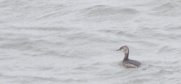 Red-necked Grebe - ML632625201