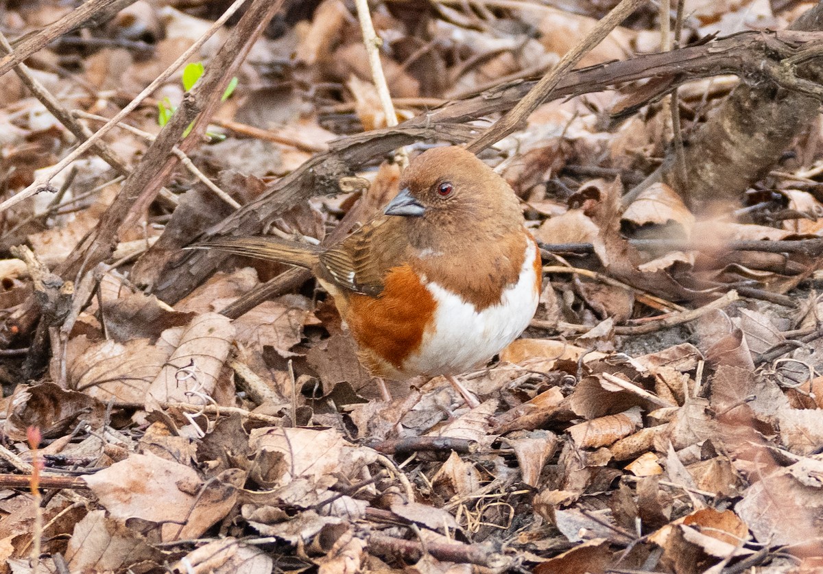 Eastern Towhee - ML632625333
