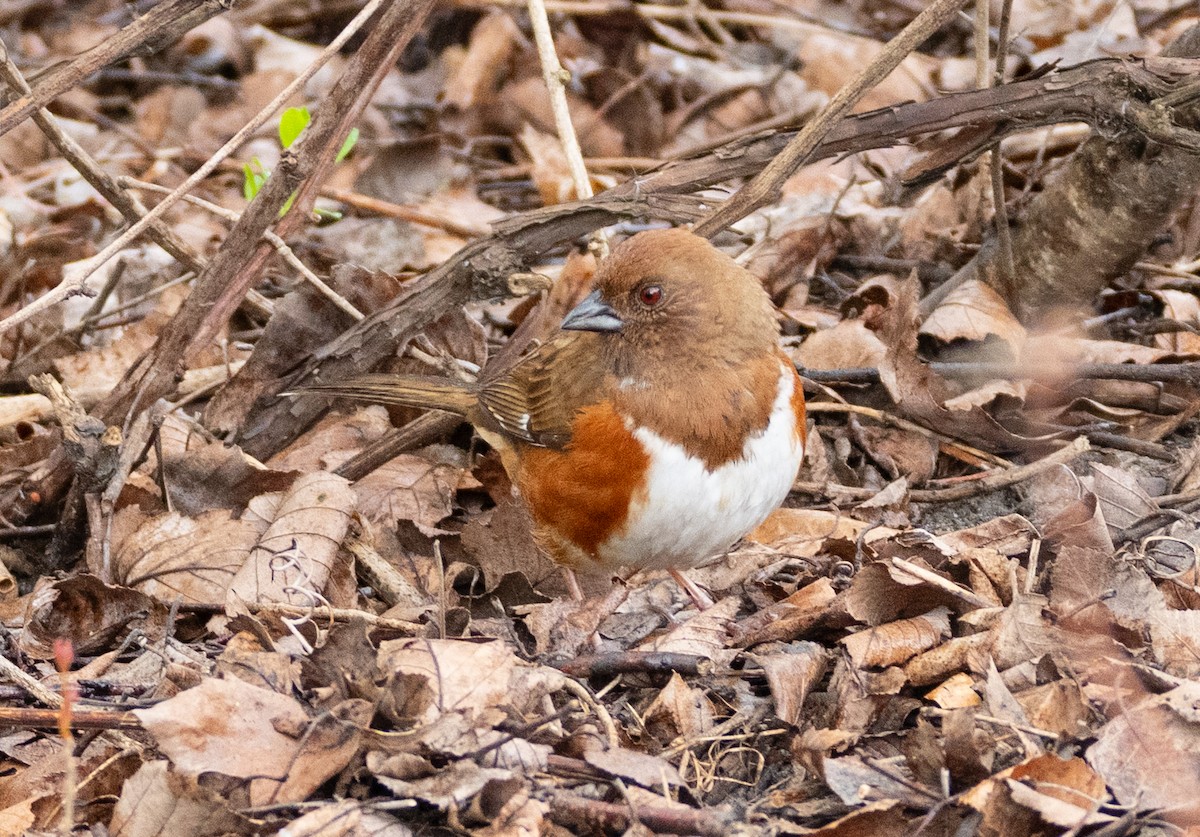 Eastern Towhee - ML632625350
