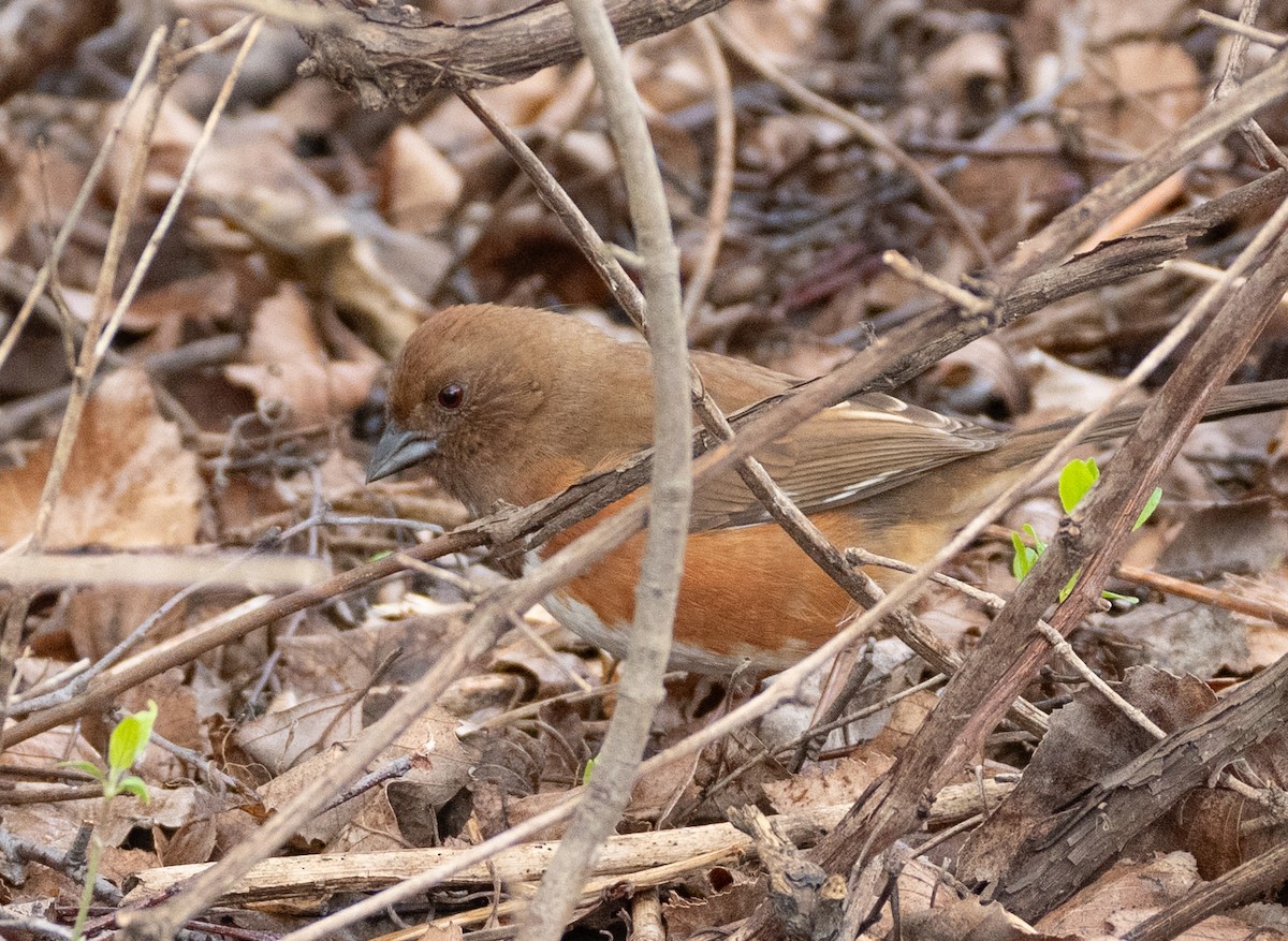 Eastern Towhee - ML632625402