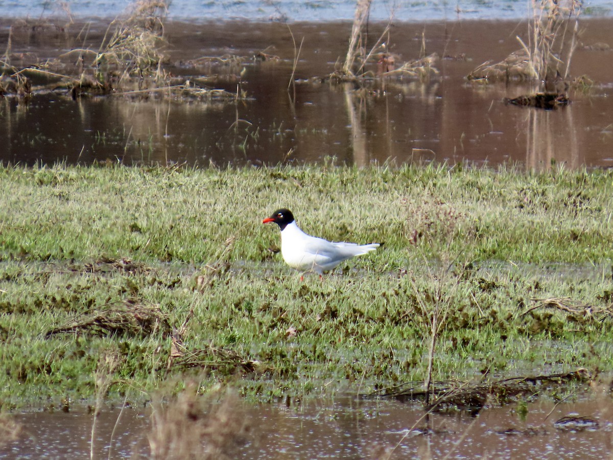 Mediterranean Gull - ML632625404