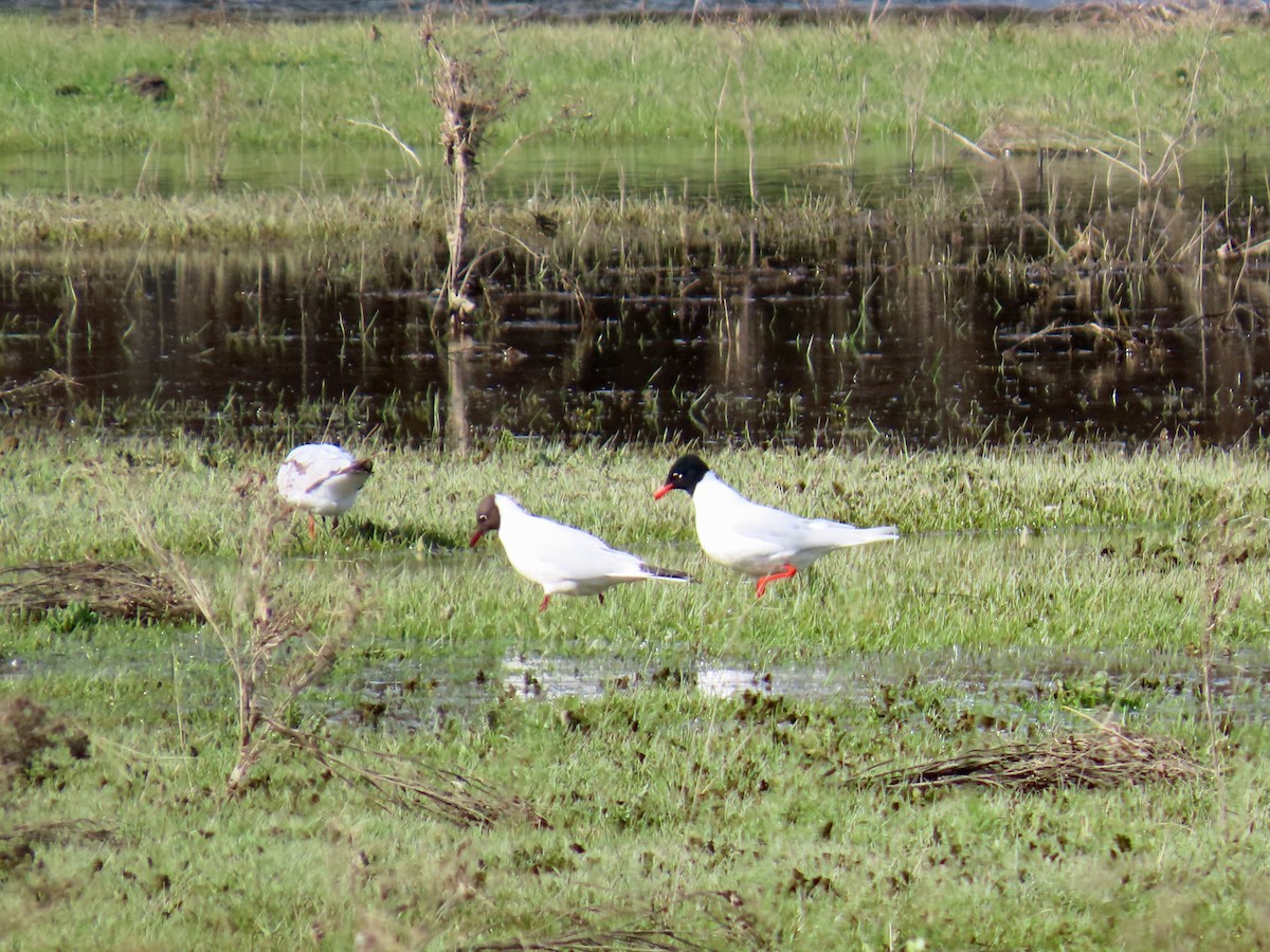 Mediterranean Gull - ML632625405