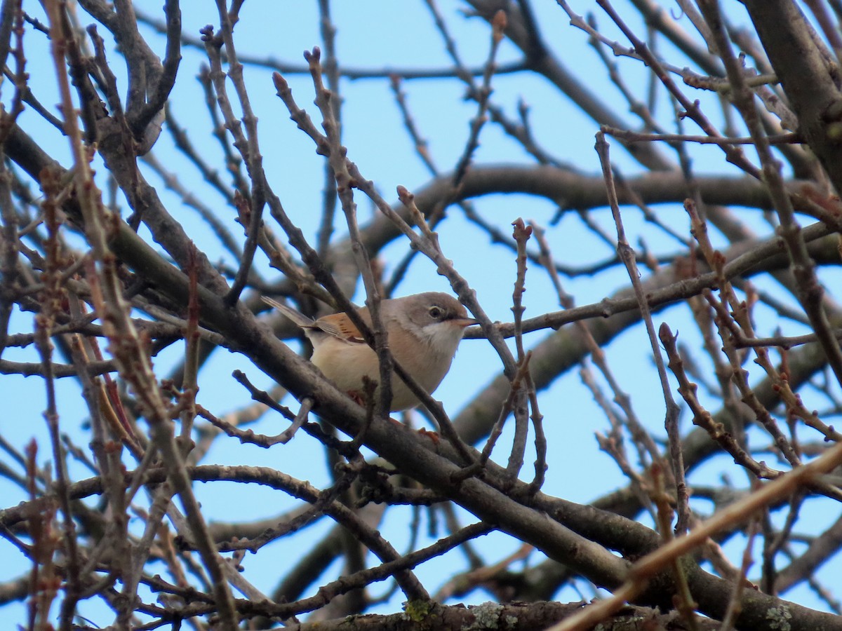 Spectacled Warbler - ML632625426