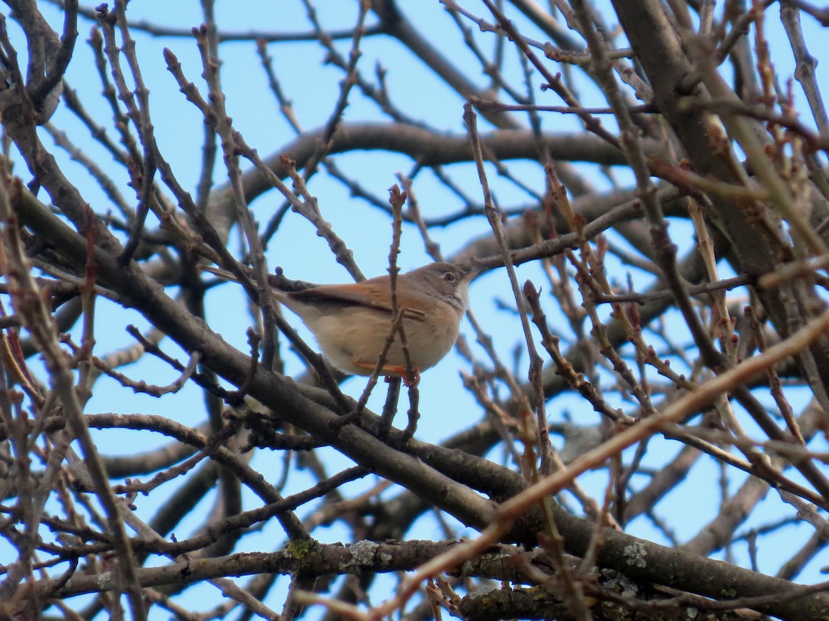 Spectacled Warbler - ML632625427