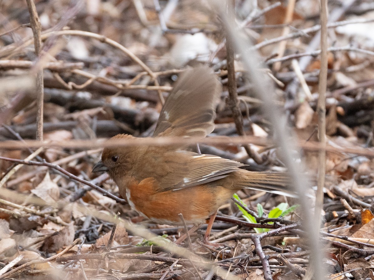 Eastern Towhee - ML632625450