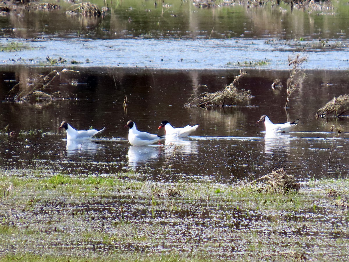 Mediterranean Gull - ML632625452