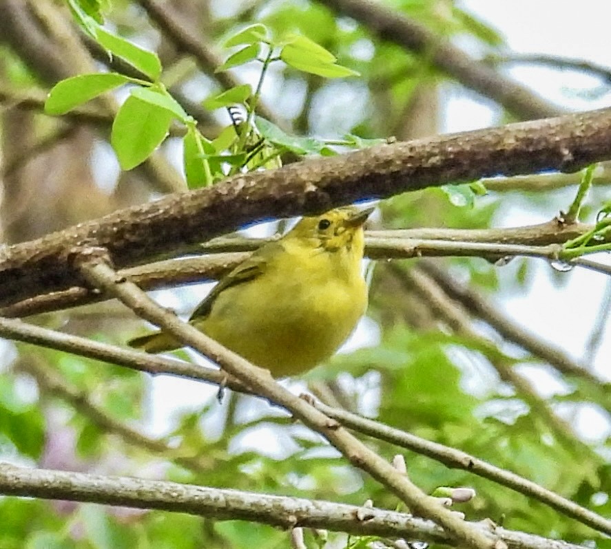 Goldwaldsänger - ML632625835