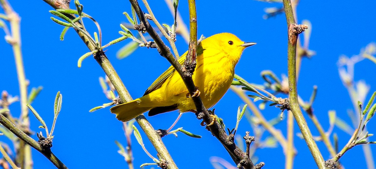 Goldwaldsänger - ML632625963