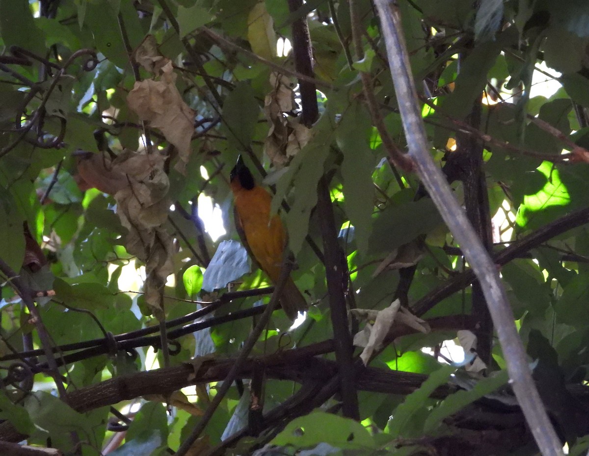 Olive-naped Weaver - ML632625985