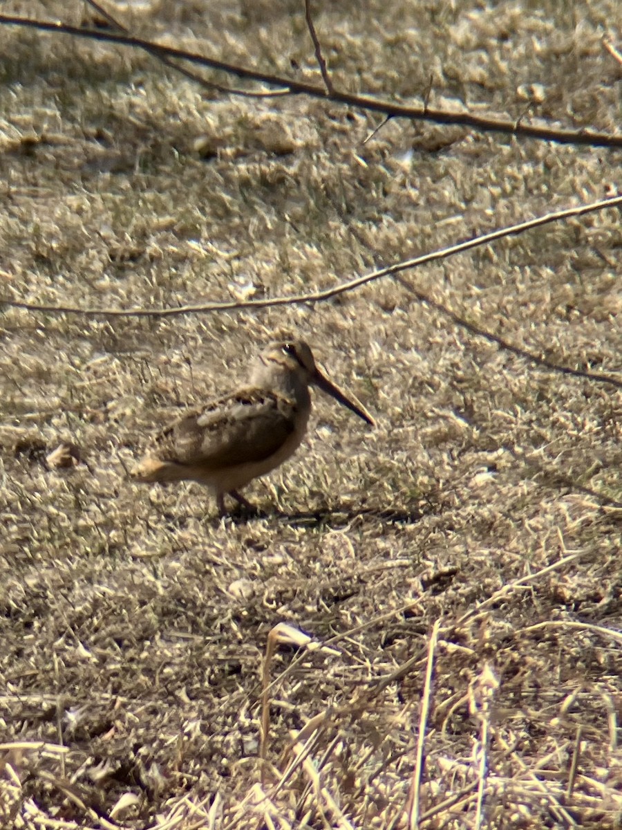 American Woodcock - ML632626010