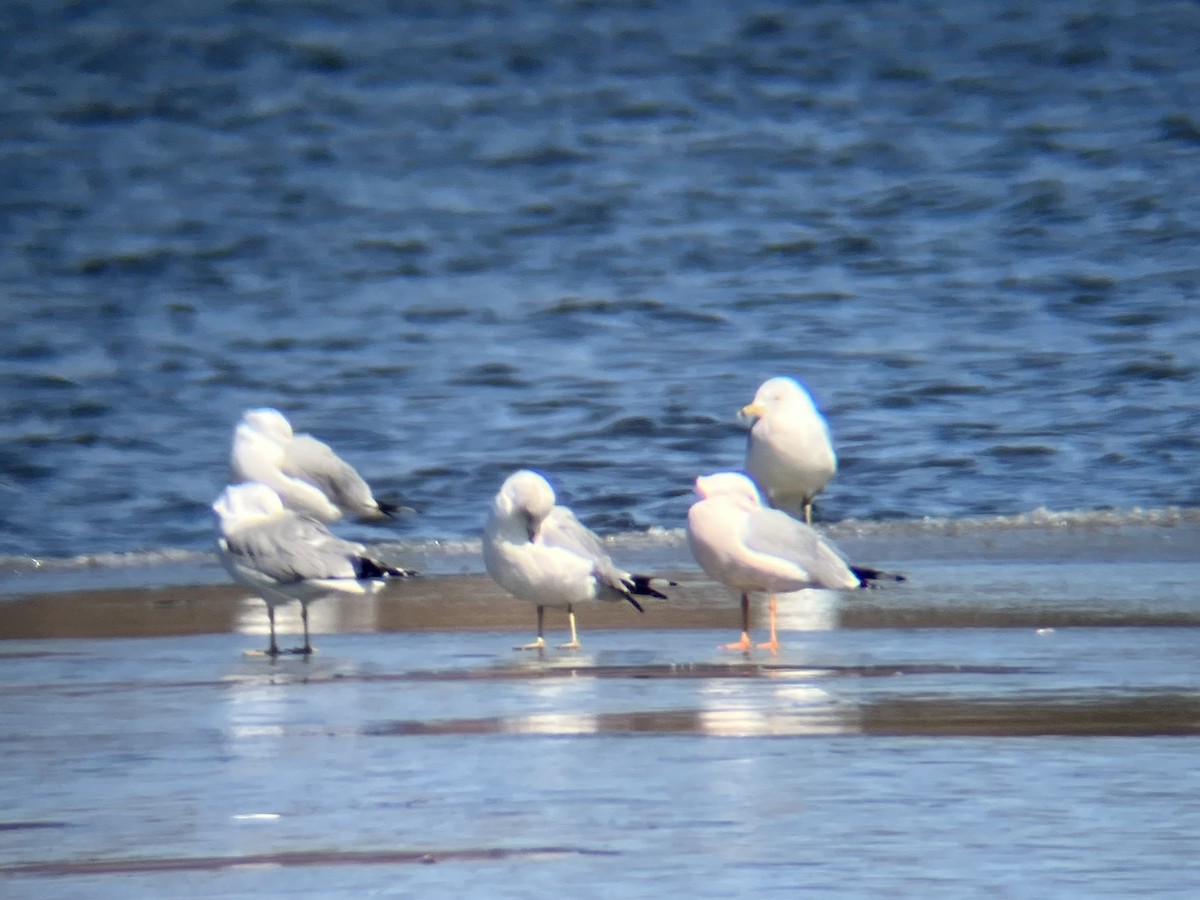 Ring-billed Gull - ML632626021