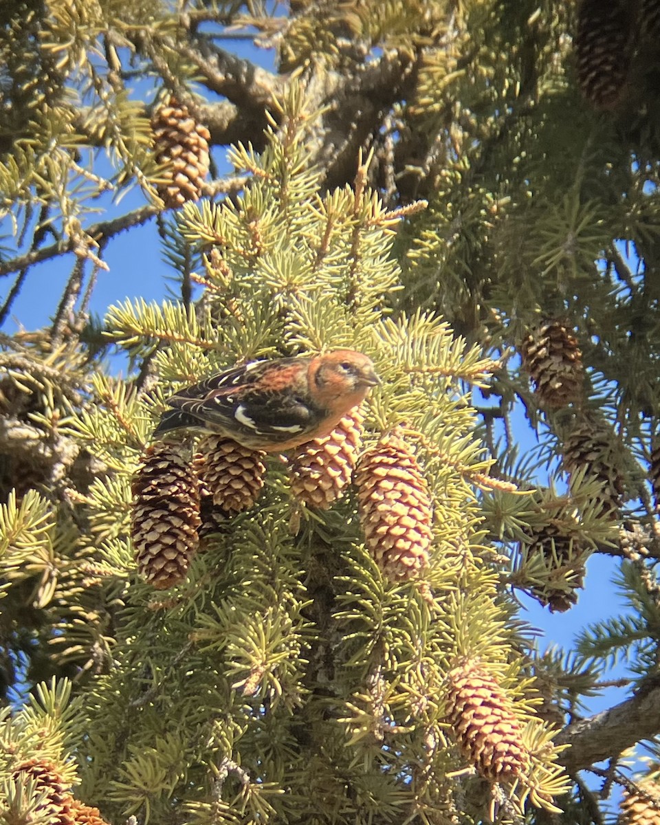White-winged Crossbill - ML632626040