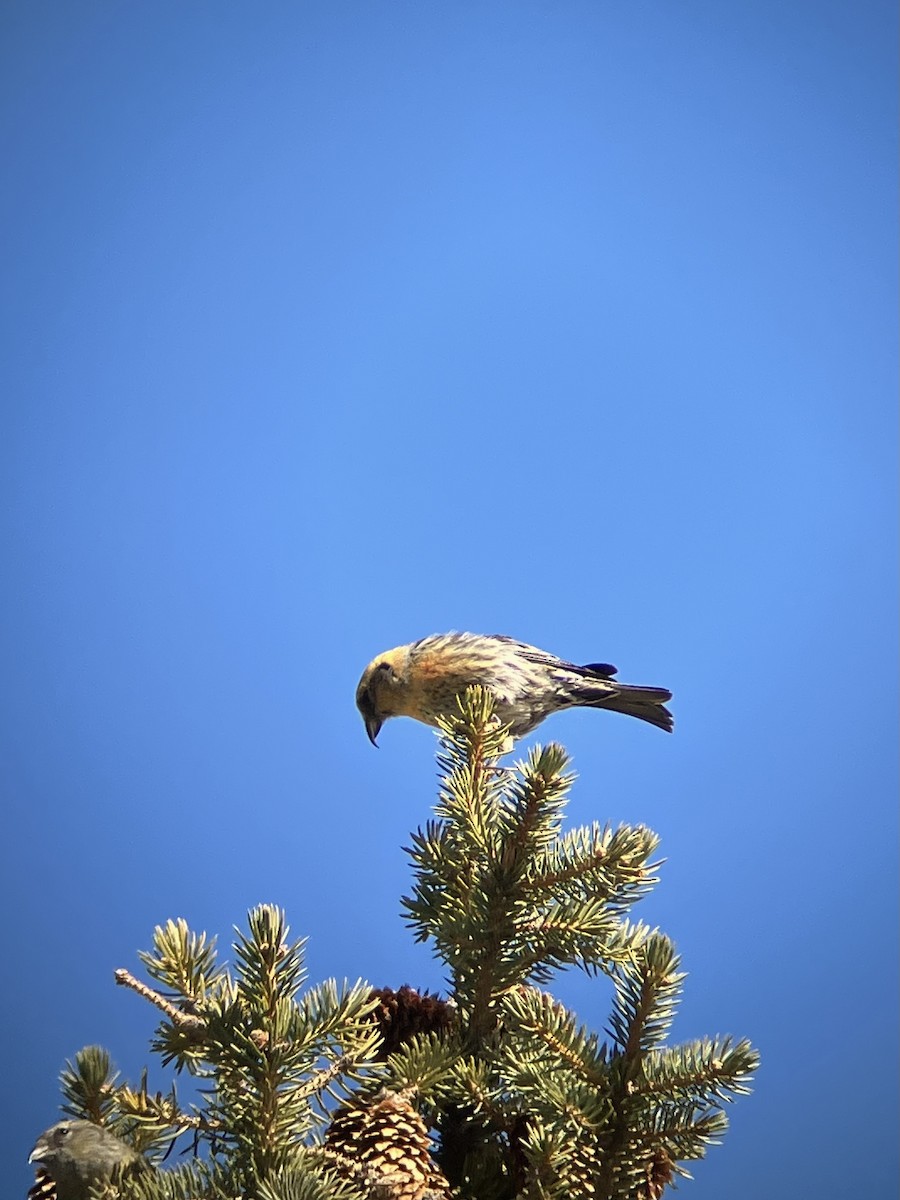 White-winged Crossbill - ML632626041
