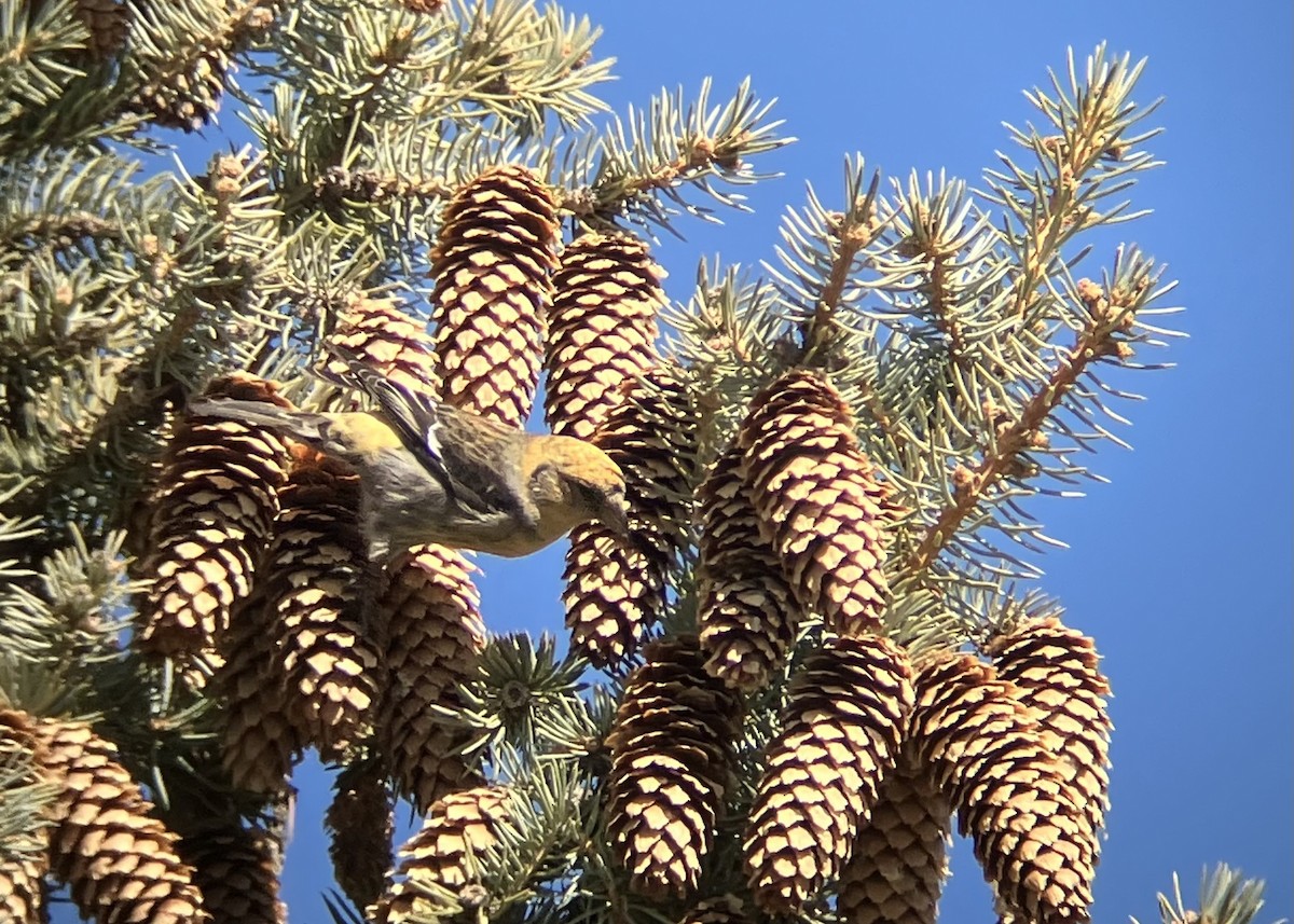 White-winged Crossbill - ML632626042