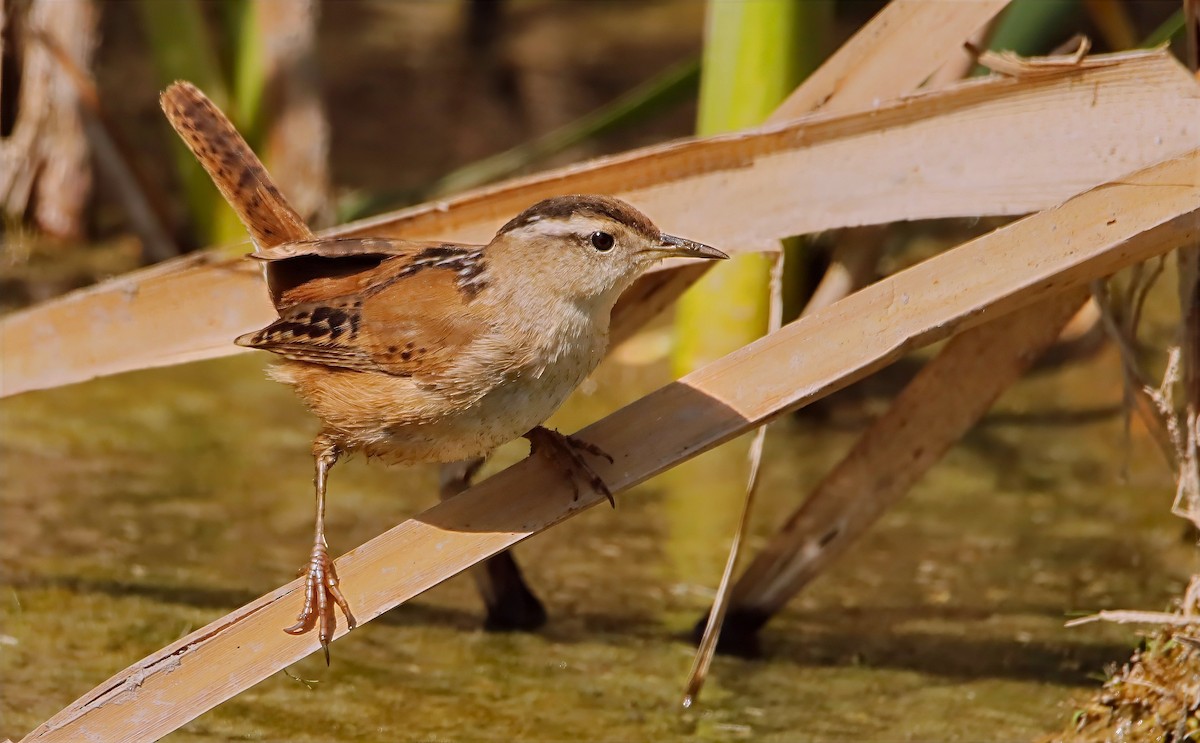 Marsh Wren - ML632626062