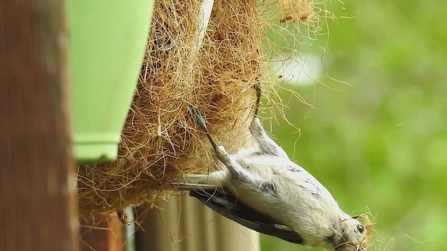 Tufted Titmouse - ML632626155
