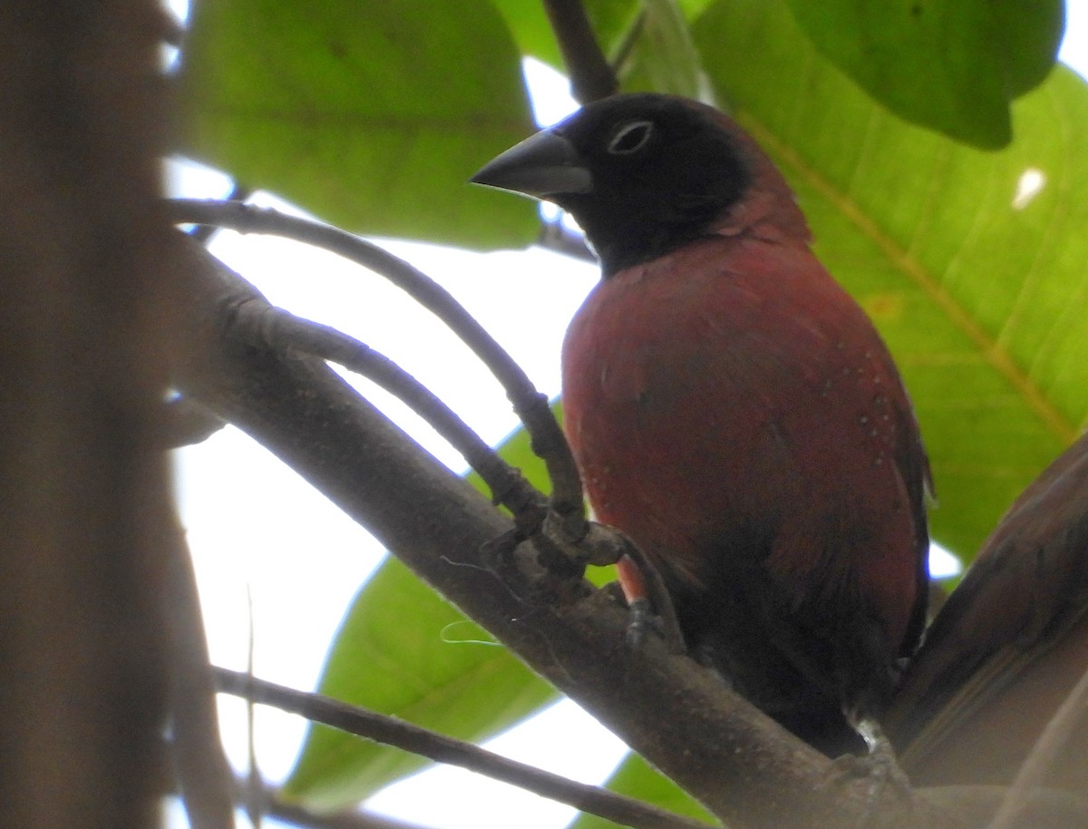 Black-faced Firefinch - ML632626234