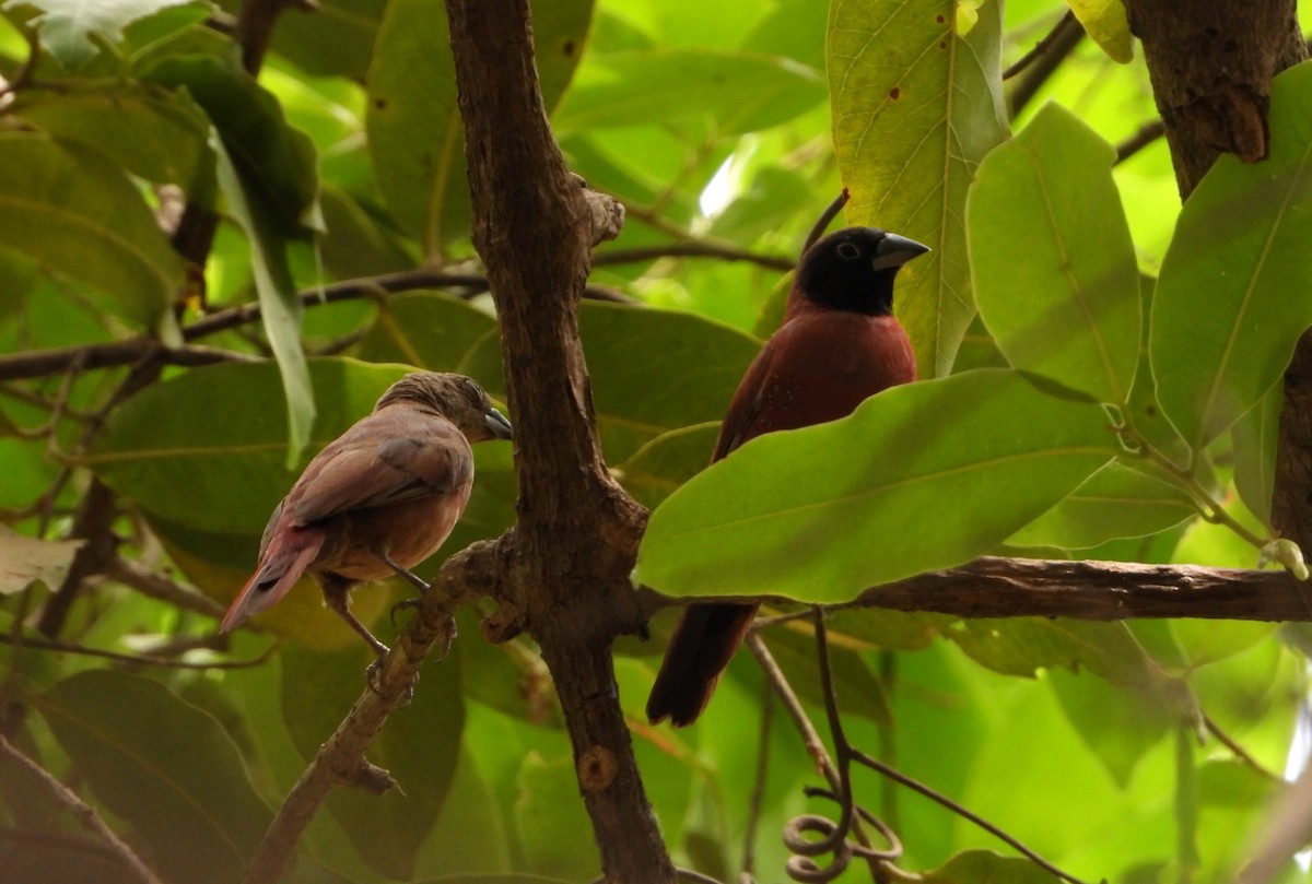 Black-faced Firefinch - ML632626281