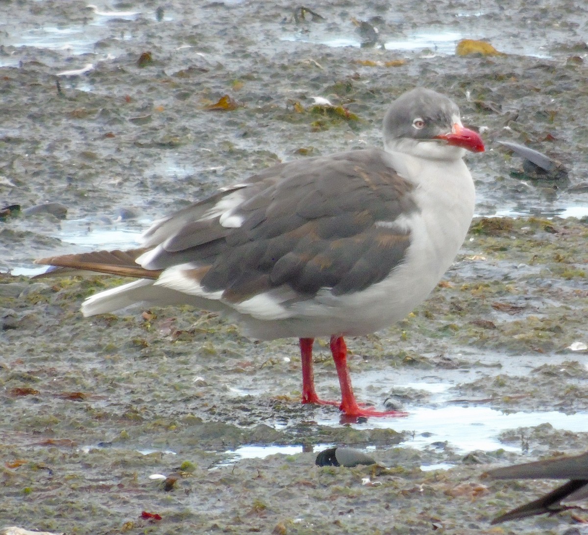 Dolphin Gull - ML632626282