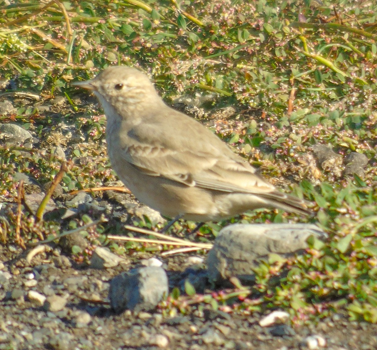 Short-billed Miner - ML632626512