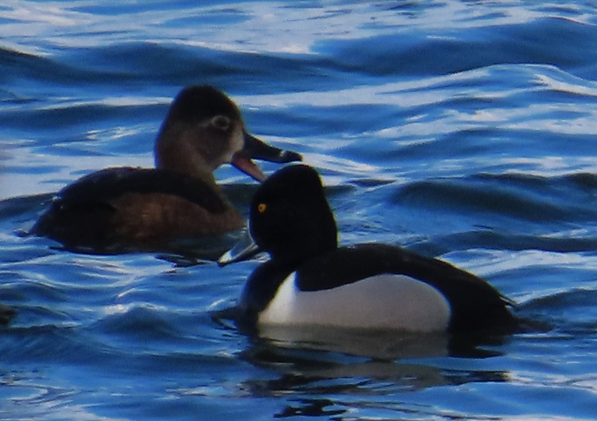 polák proužkozobý - ML632626549