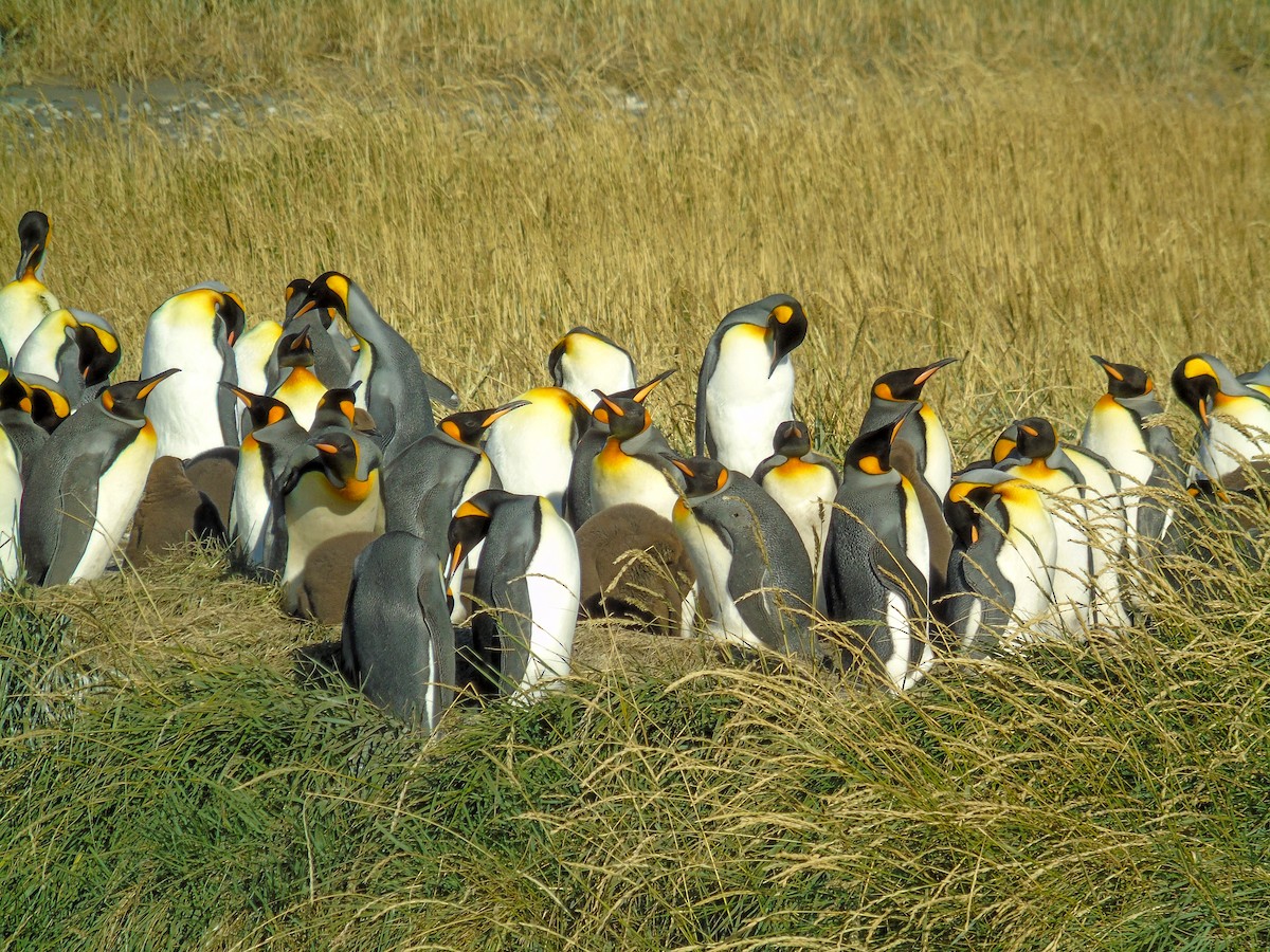 King Penguin - ML632626552