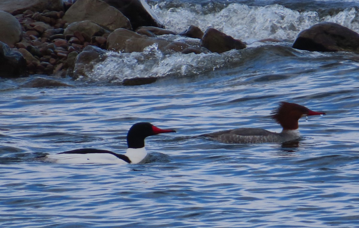 morčák velký - ML632626570