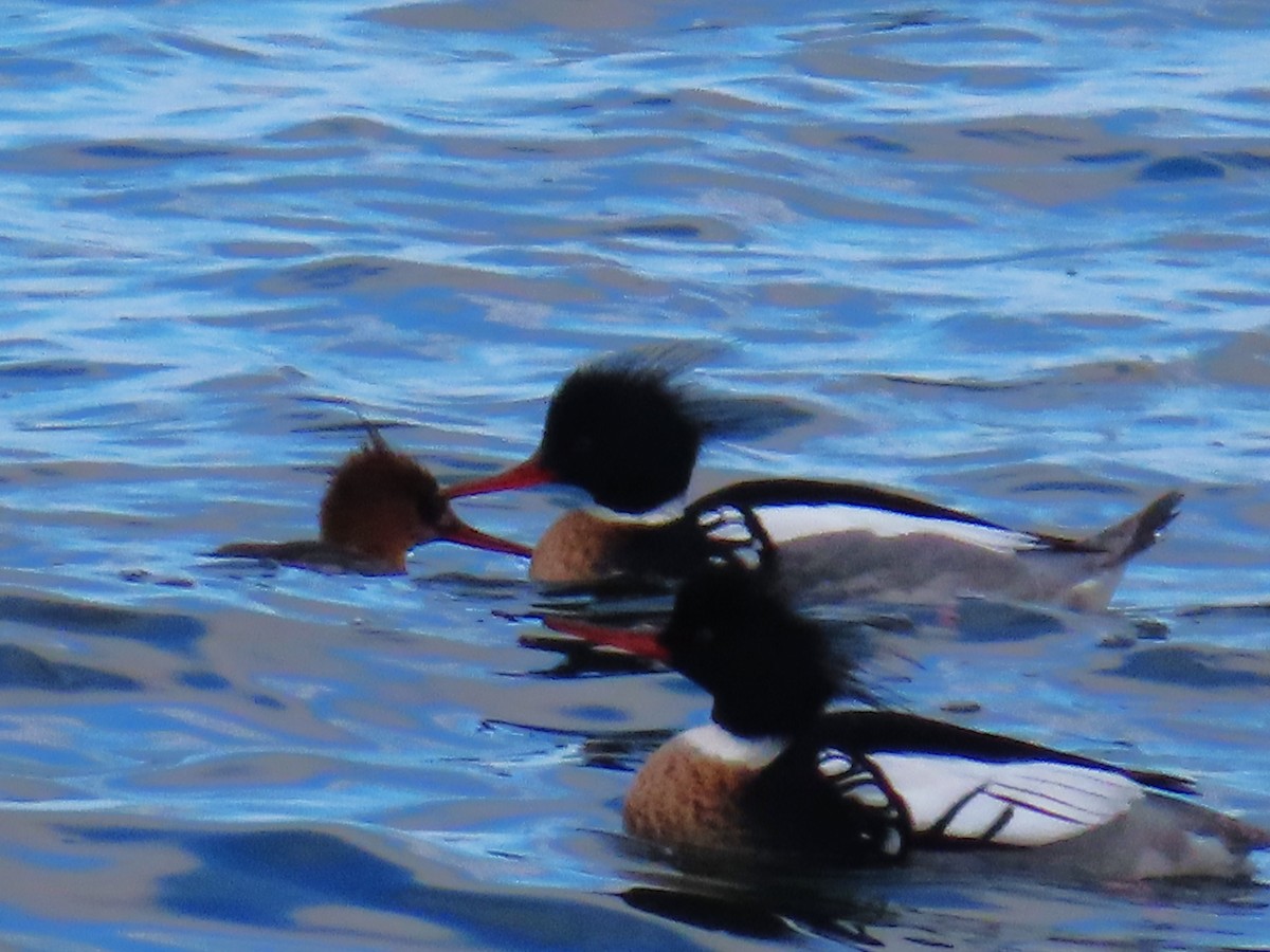 morčák prostřední - ML632626575