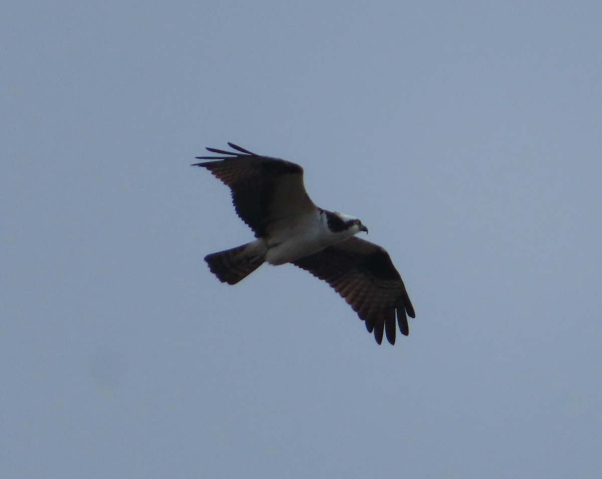 orlovec říční - ML632626584