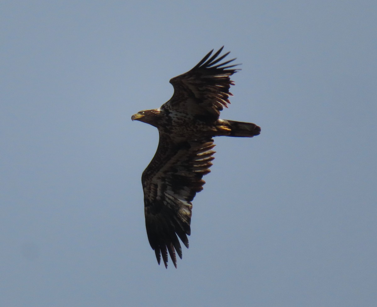 orel bělohlavý - ML632626590