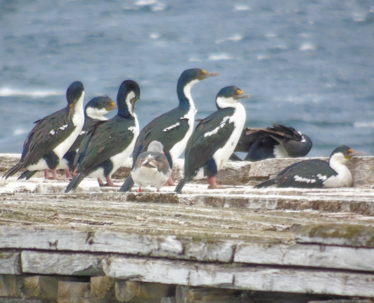 Imperial Cormorant - ML632626644