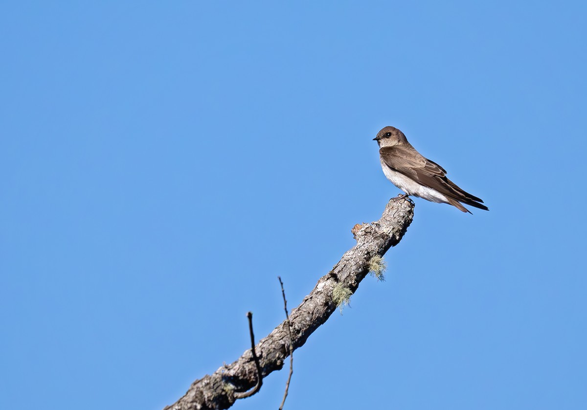 Northern Rough-winged Swallow - ML632626714