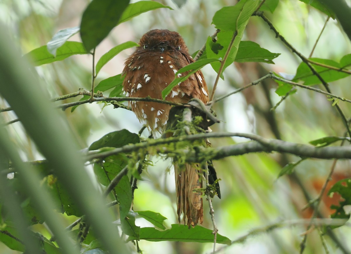 Rufous Potoo - ML632626769