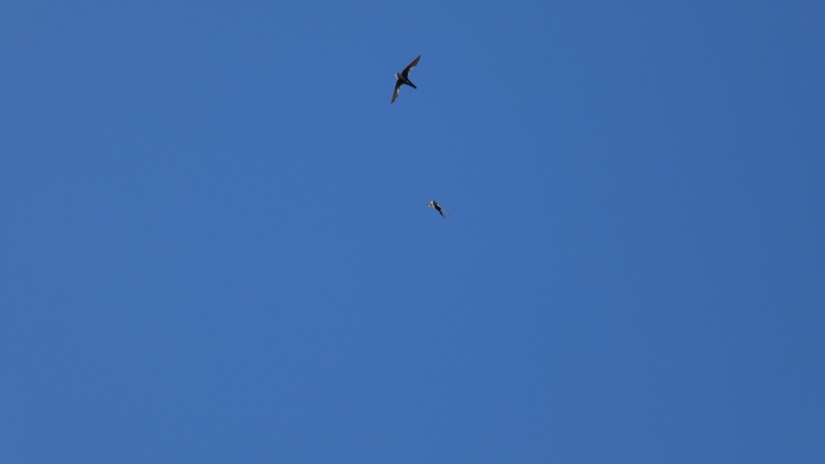 White-throated Swift - ML63262681
