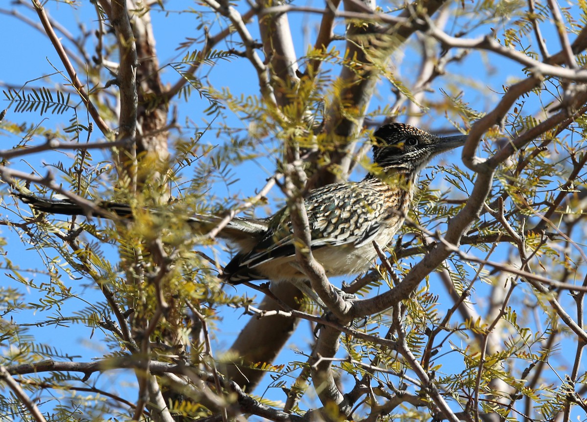Greater Roadrunner - ML632626823
