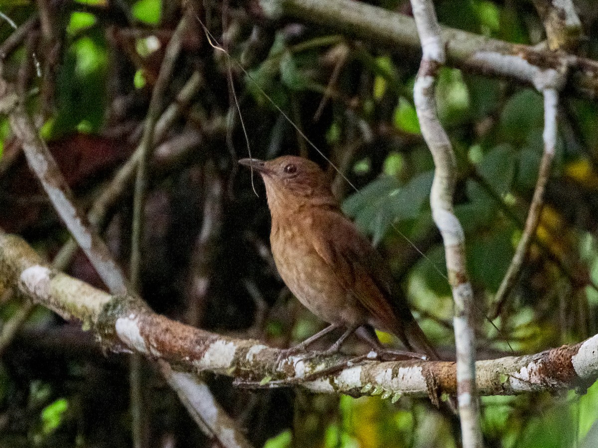 Hauxwell's Thrush - ML632626826