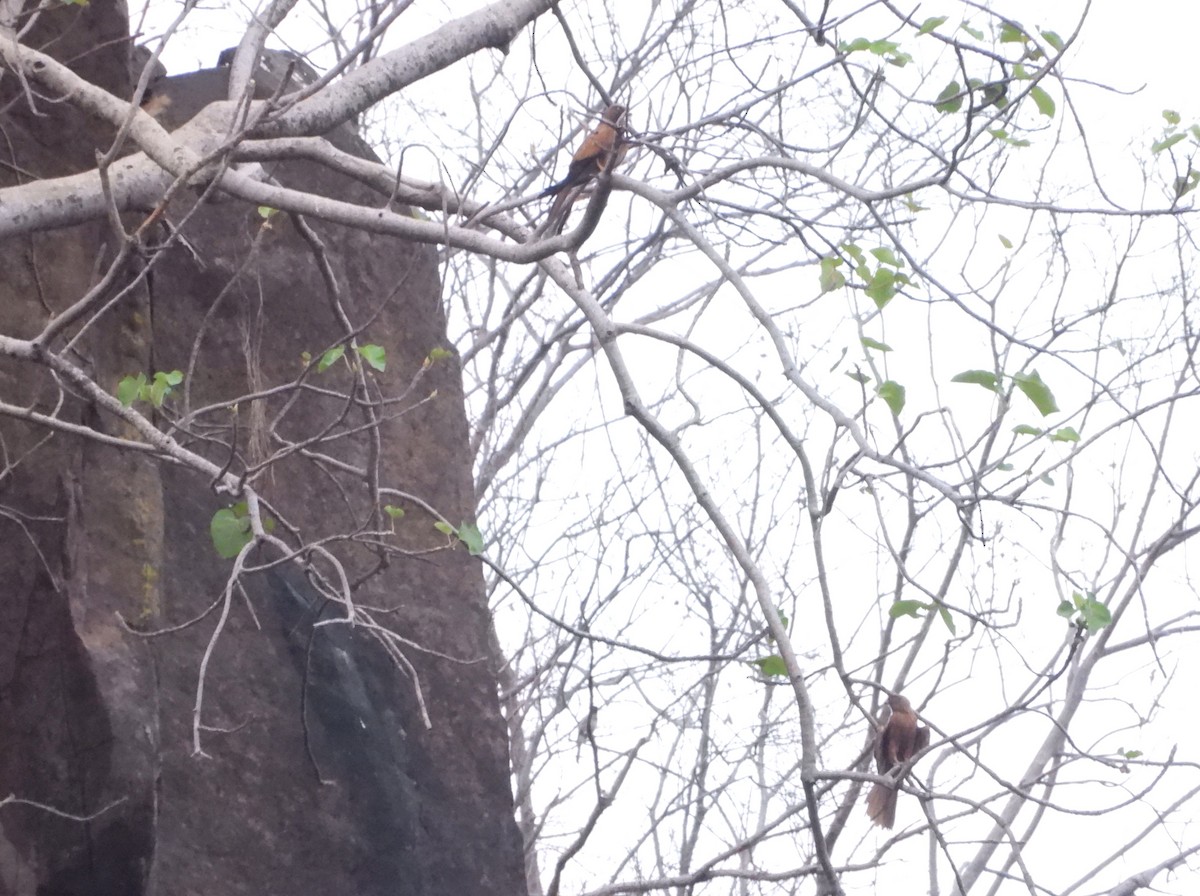 Fox Kestrel - ML632626878