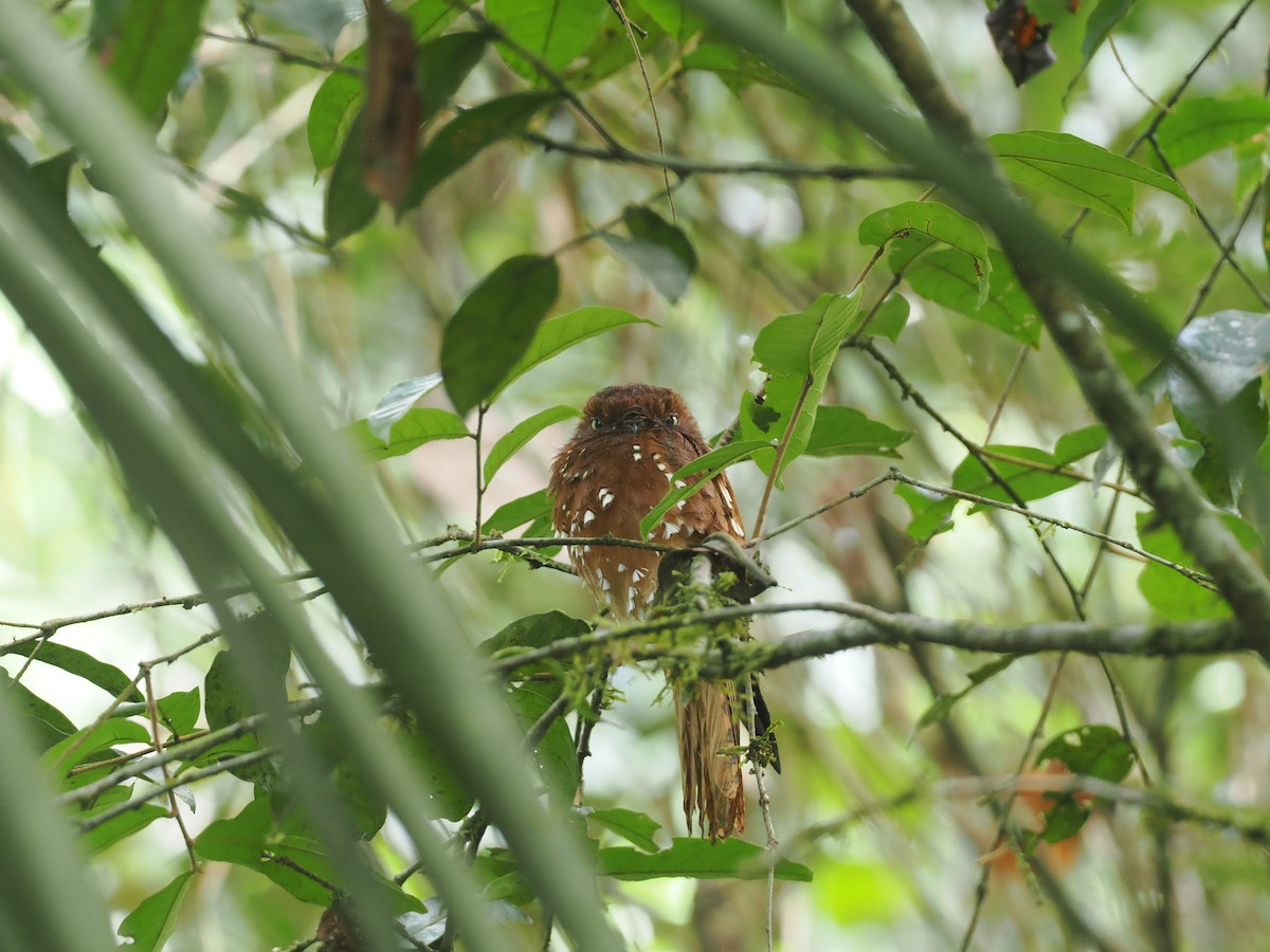Rufous Potoo - ML632626884