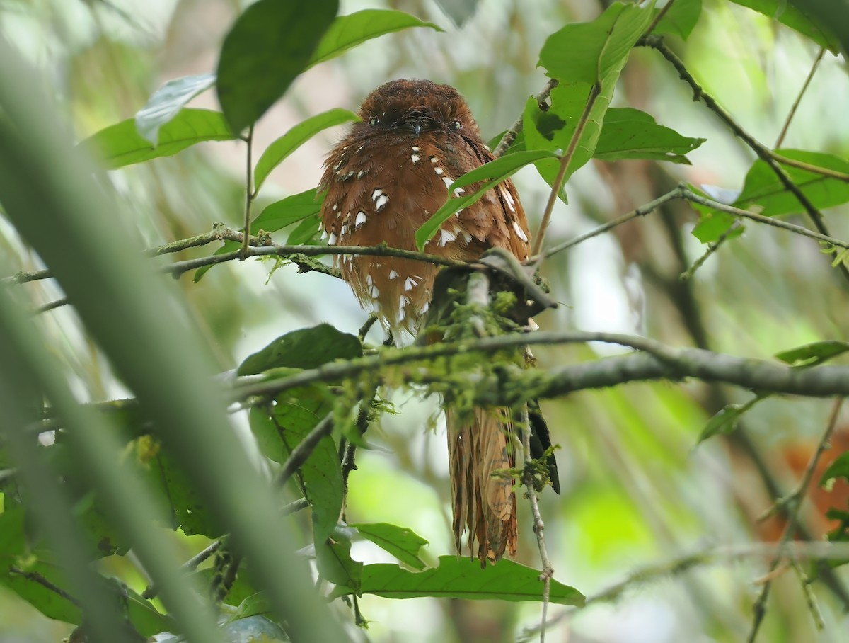 Rufous Potoo - ML632626892