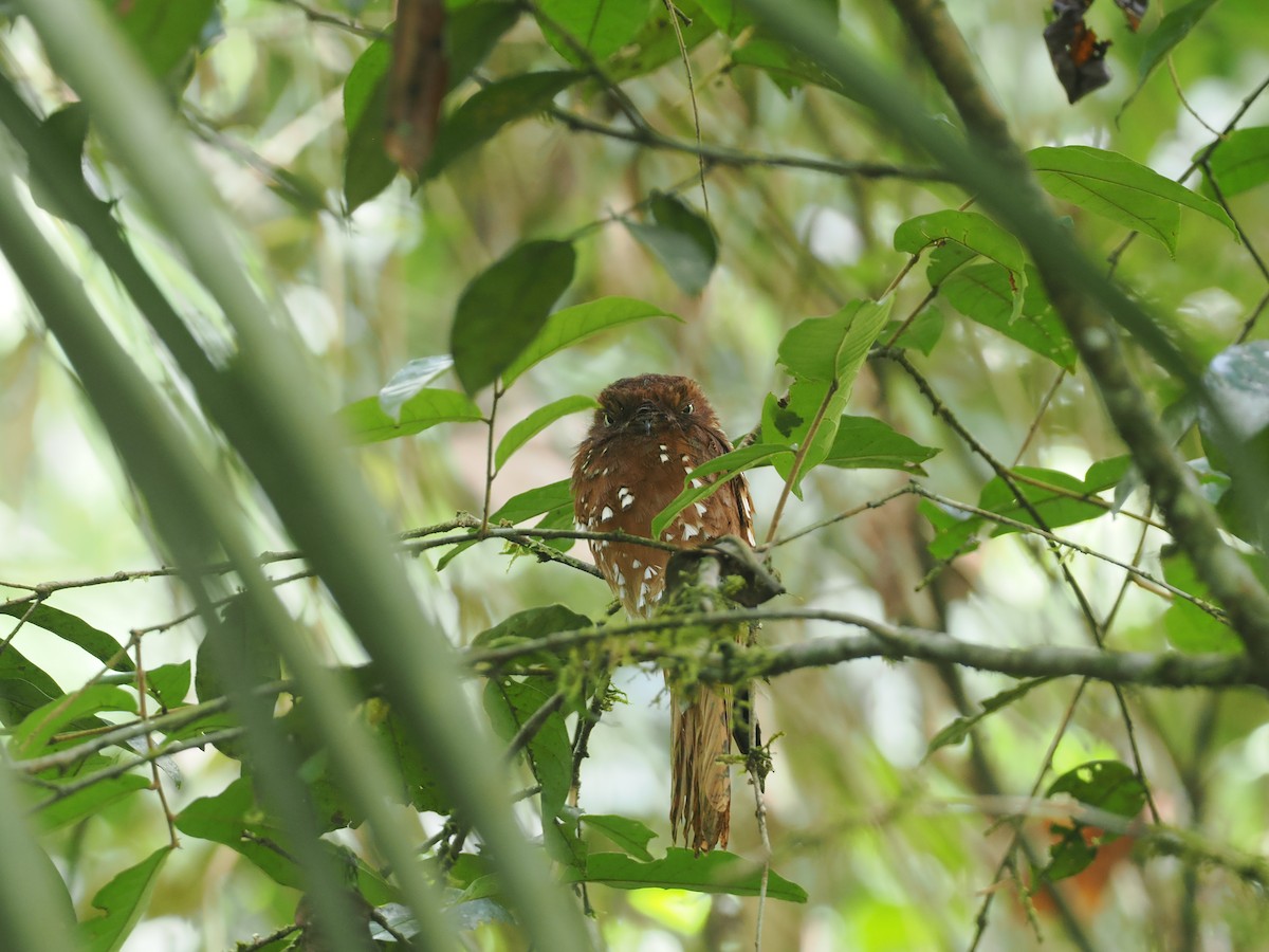 Rufous Potoo - ML632626901