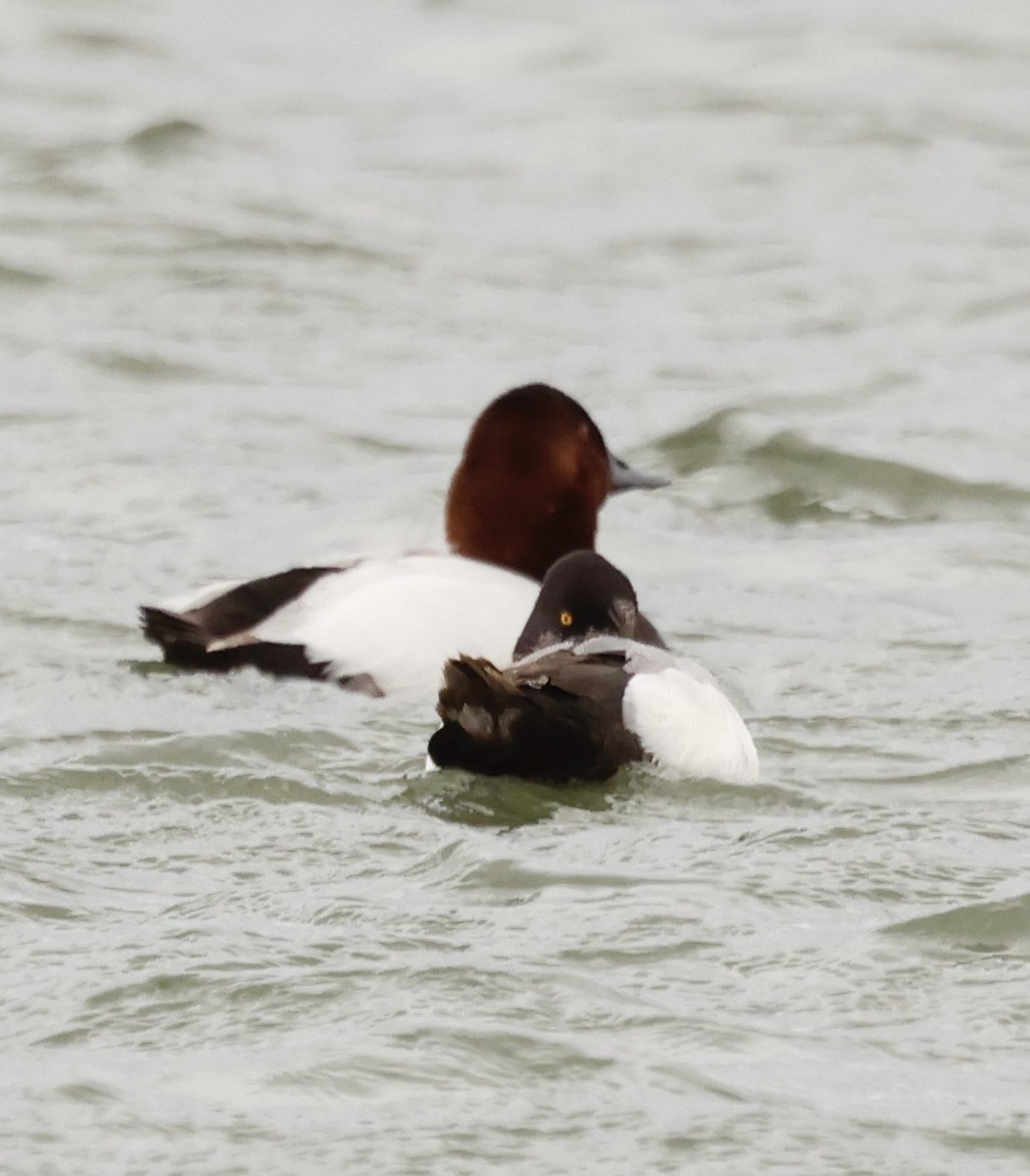 Canvasback - ML632626911