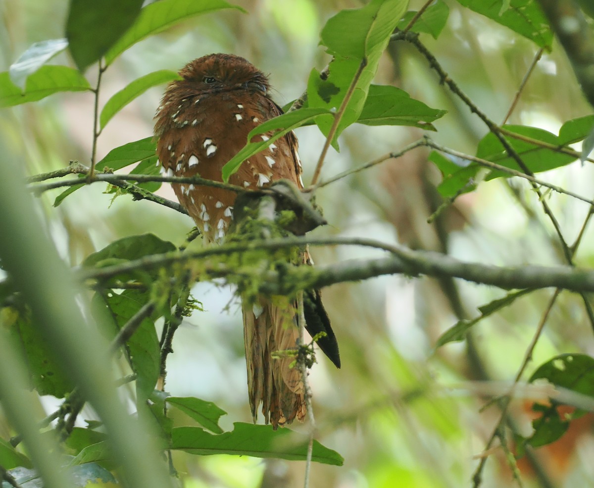 Rufous Potoo - ML632626913
