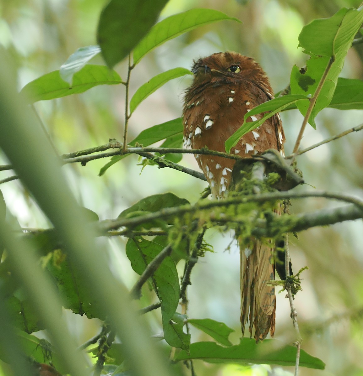Rufous Potoo - ML632626921