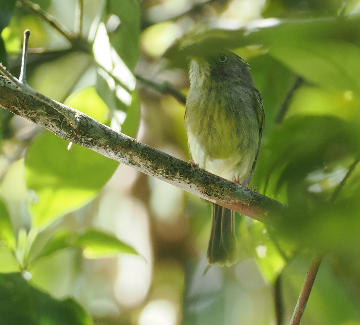 Double-banded Pygmy-Tyrant - ML632626967